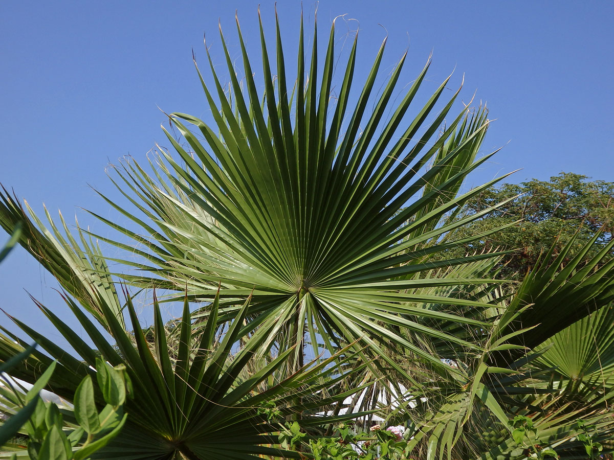 Washingtonie vláknitá (Washingtonia filifera (Rafarin) H. Wendl. ex de Bary)