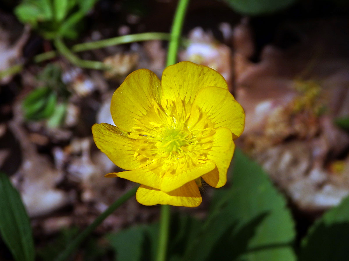 Pryskyřník hajní (Ranunculus nemorosus DC.), osmičetný květ (3)