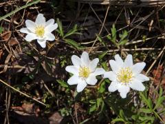 Sasanka hajní (Anemone nemorosa L.) - vícečetné květy (2a)