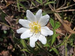 Sasanka hajní (Anemone nemorosa L.) - devítičetný květ (4)