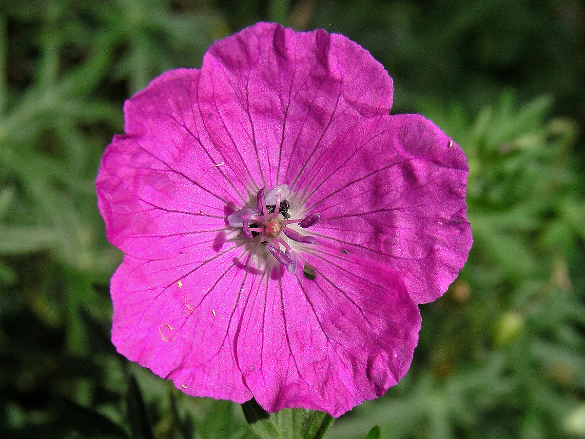 Kakost krvavý (Geranium sunguineum L.)