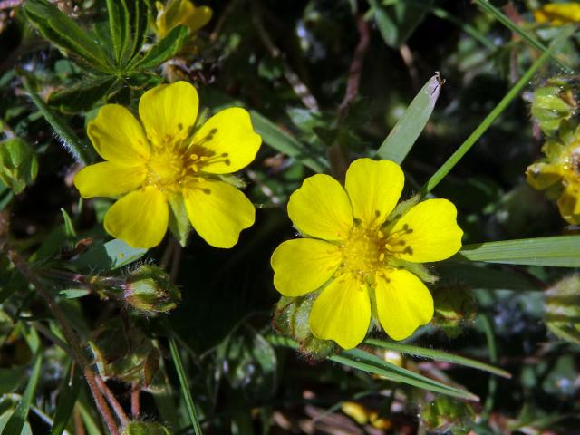 Mochna jarní (Potentilla tabernaemontani Aschers.) s dvěma šestičetnými květy (1a)