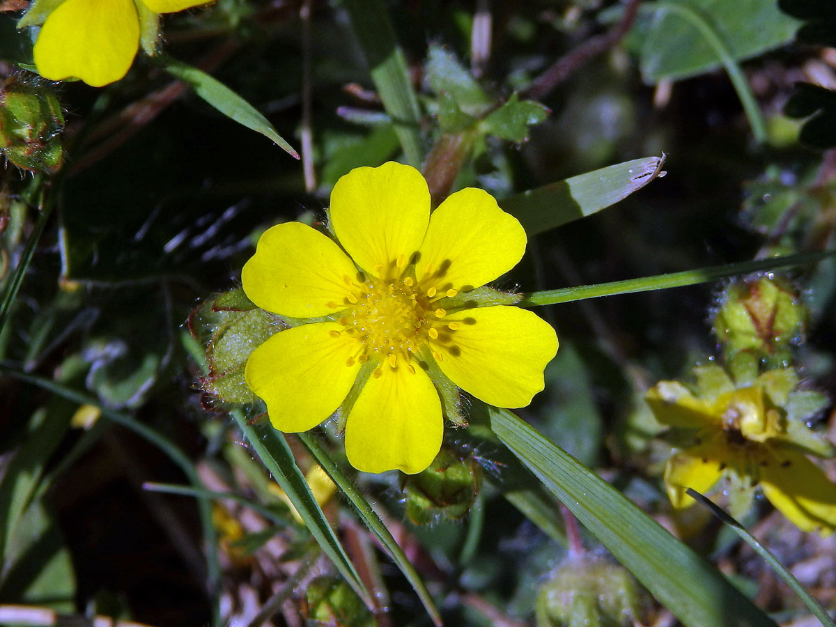 Mochna jarní (Potentilla tabernaemontani Aschers.) s šestičetným květem (1b)