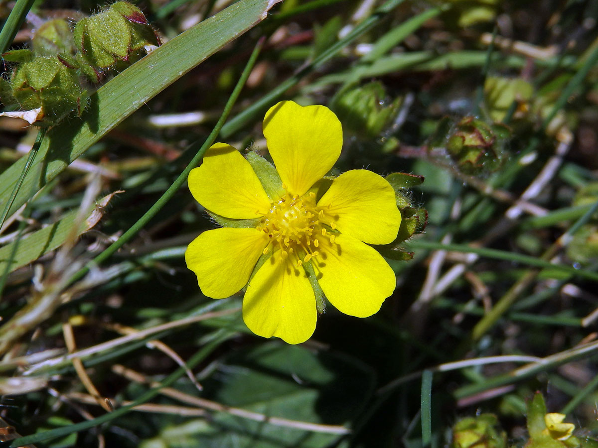 Mochna jarní (Potentilla tabernaemontani Aschers.) s šestičetným květem (1c)