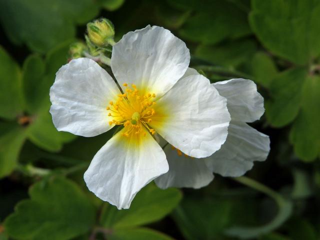 Devaterník apeninský (Helianthemum apenninum (L.) Mill.) s čtyřčetným květem