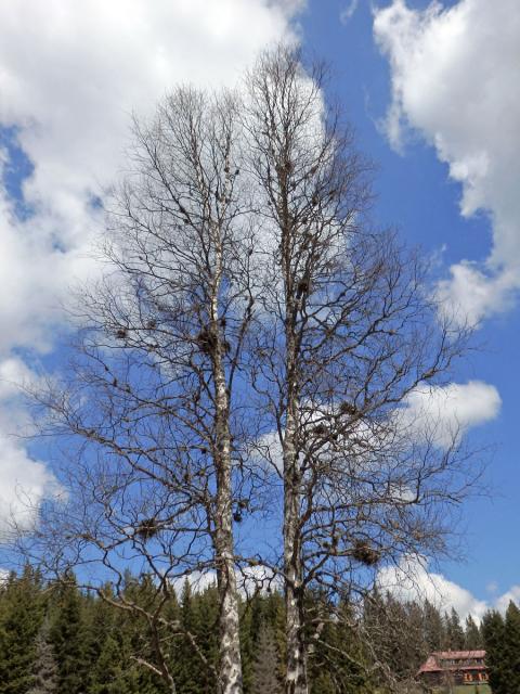 Čarověník na bříze bělokoré (Betula pendula Roth) (1e)