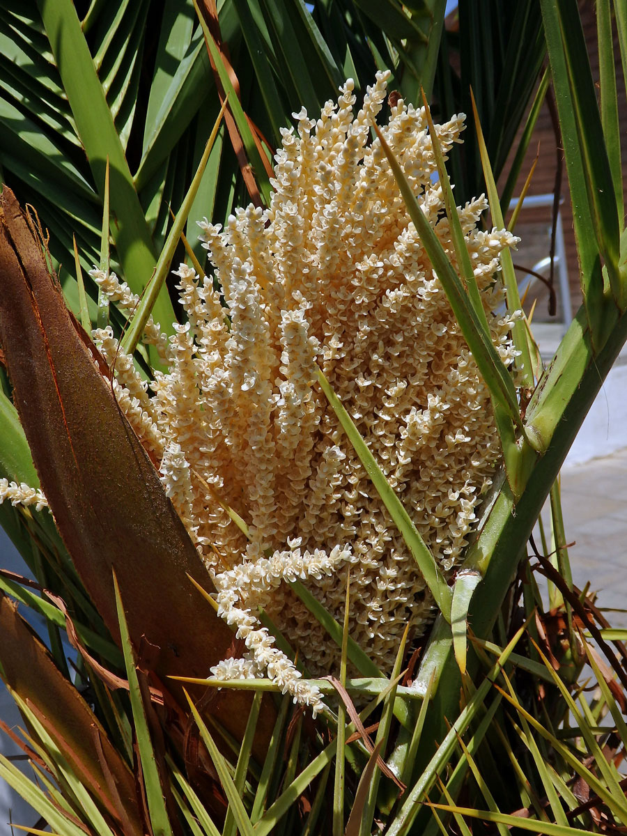 Datlovník kanárský (Phoenix canariensis Chabaud)