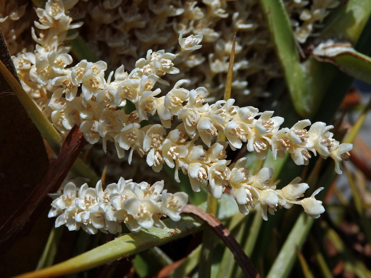 Datlovník kanárský (Phoenix canariensis Chabaud)