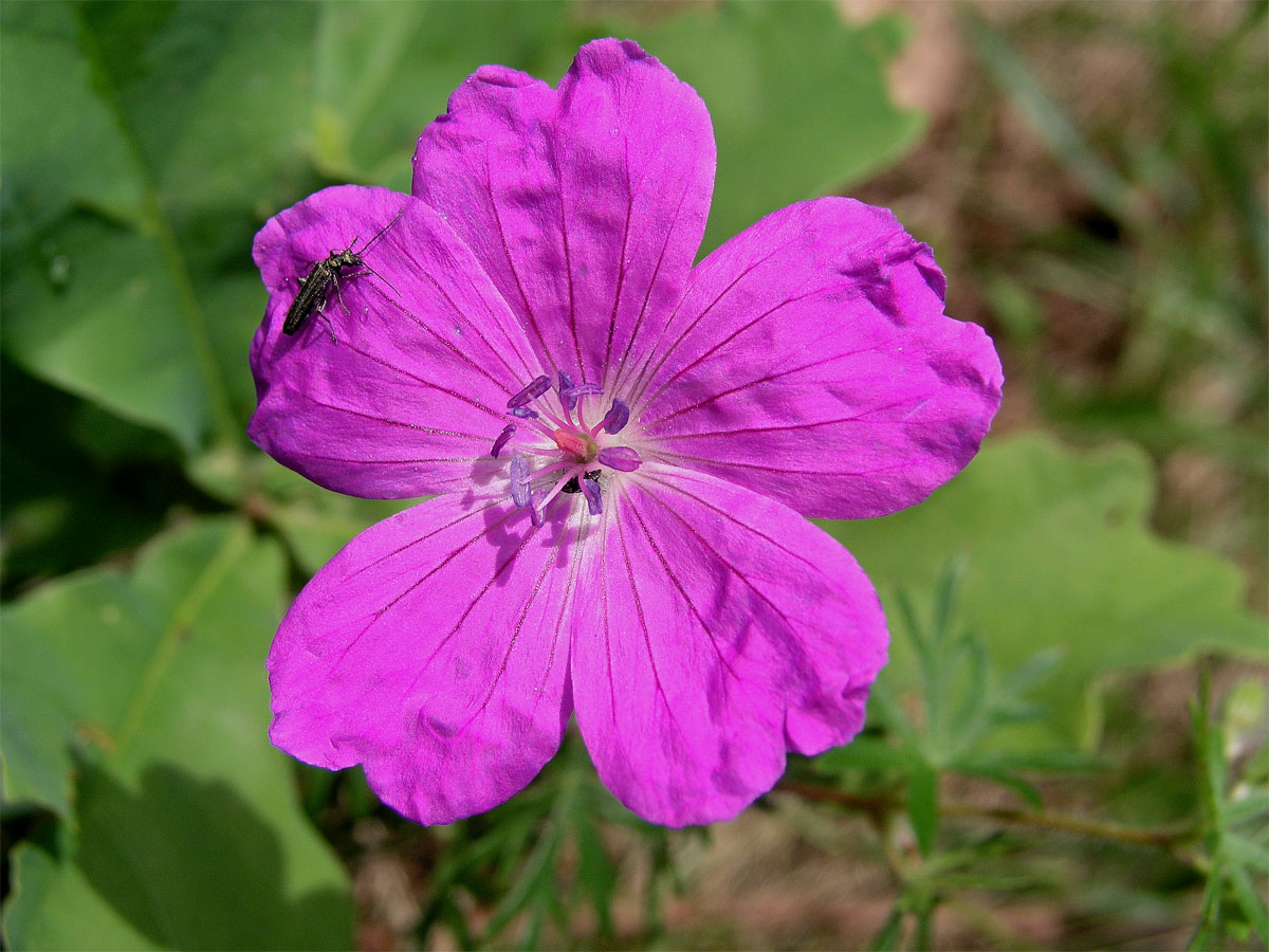 Kakost krvavý (Geranium sunguineum L.)