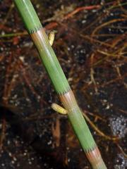 Přeslička poříční (Equisetum fluviatile L.)