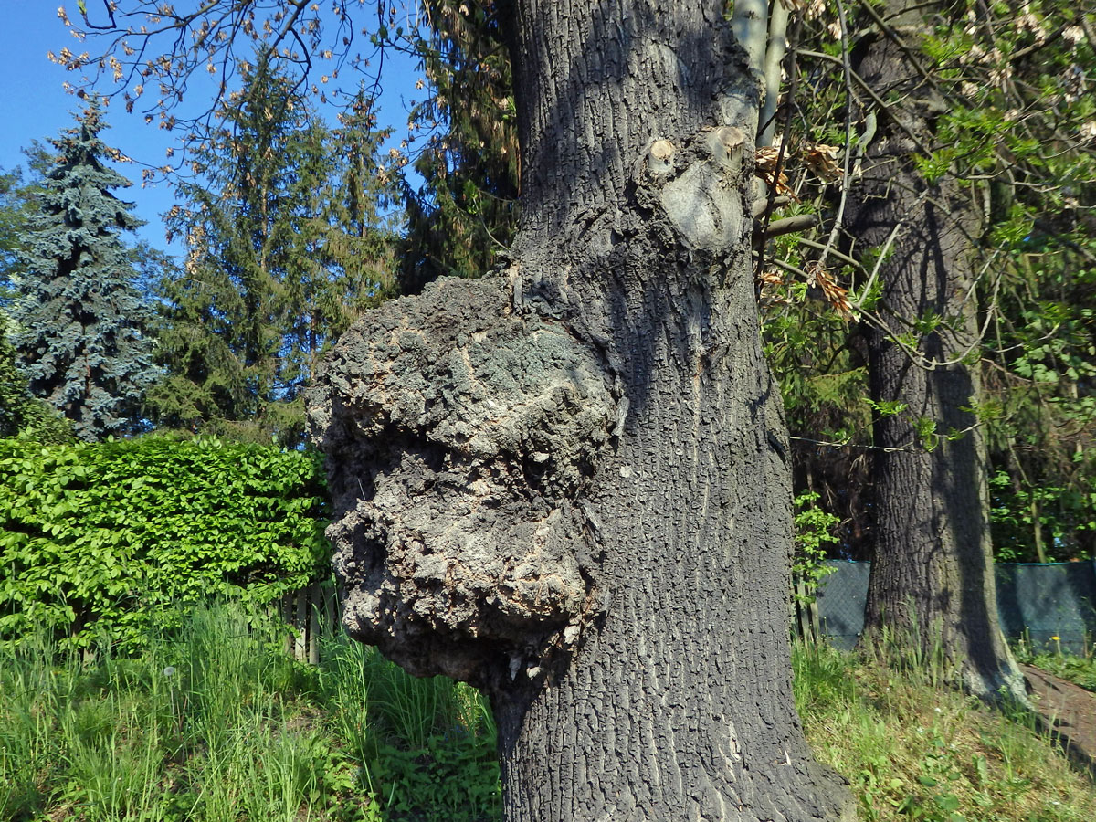 Nádor na jasanu ztepilém (Fraxinus excelsior L.) (12c)