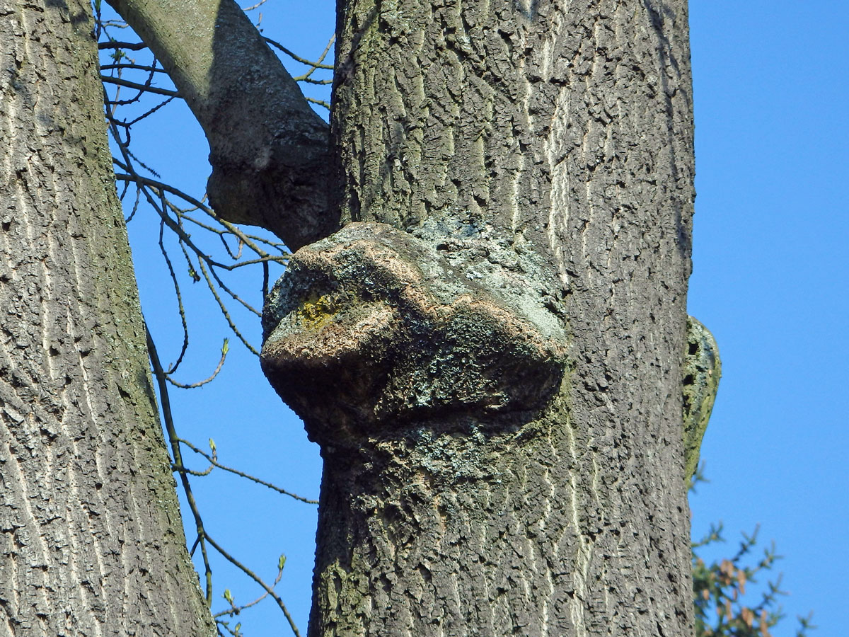 Nádor na jasanu ztepilém (Fraxinus excelsior L.) (13)