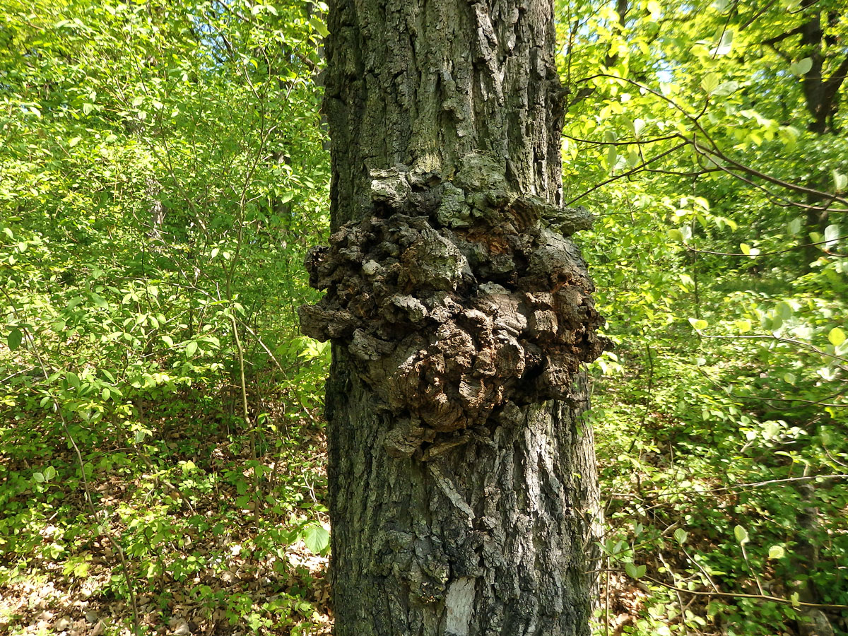 Nádor na dubu pýřitém (Quercus pubescens Willd.) (39)