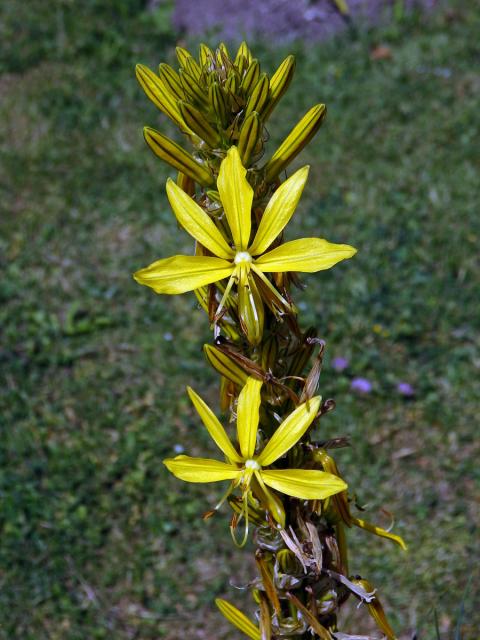 Asfodelína žlutá (Asphodeline lutea (L.) Rchb.)