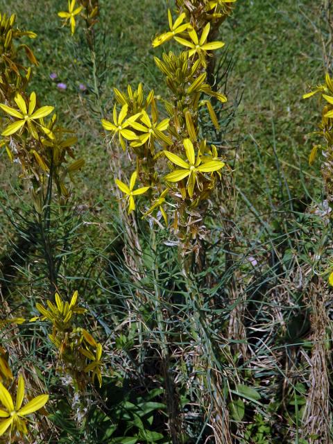 Asfodelína žlutá (Asphodeline lutea (L.) Rchb.)