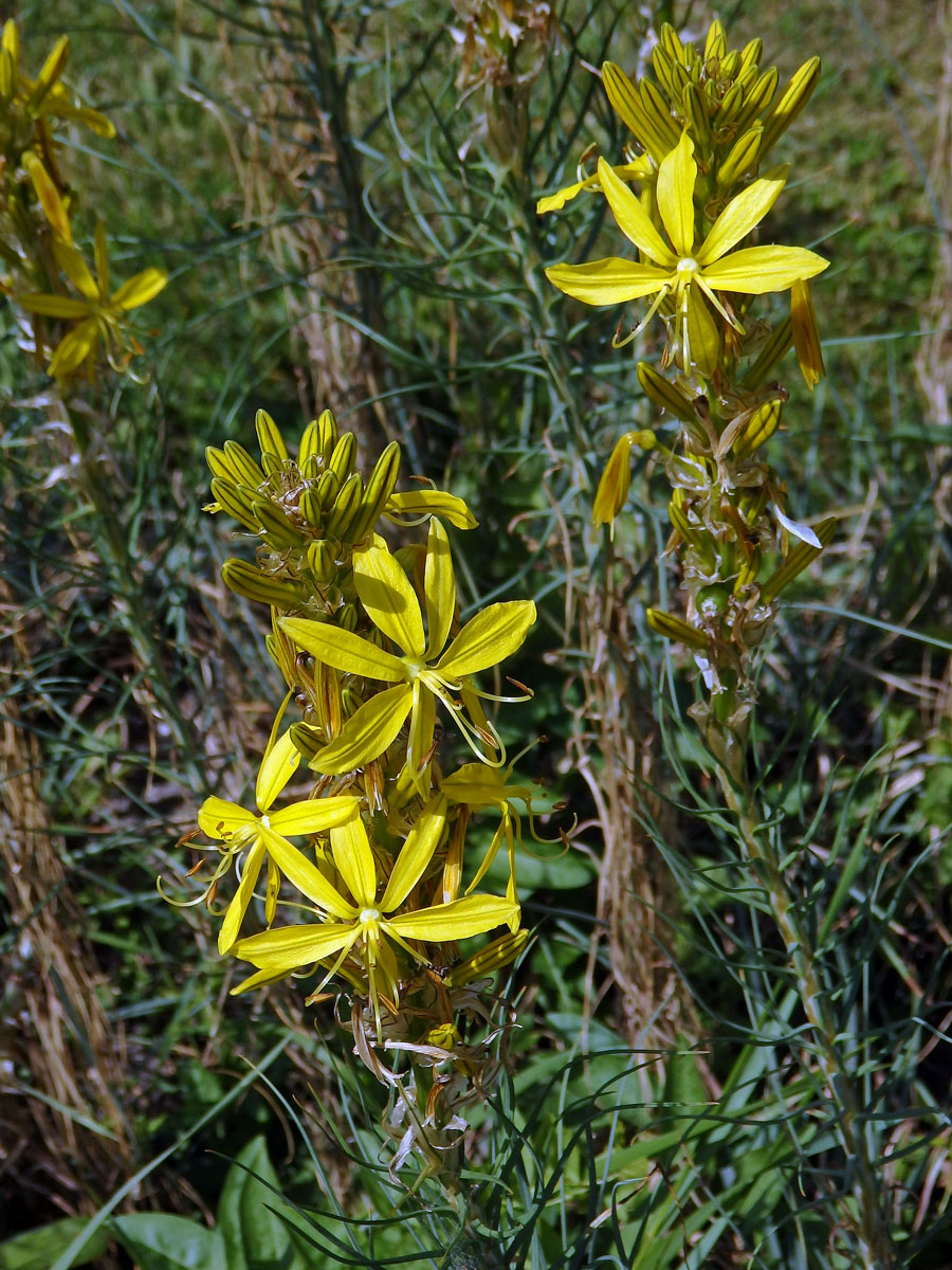 Asfodelína žlutá (Asphodeline lutea (L.) Rchb.)