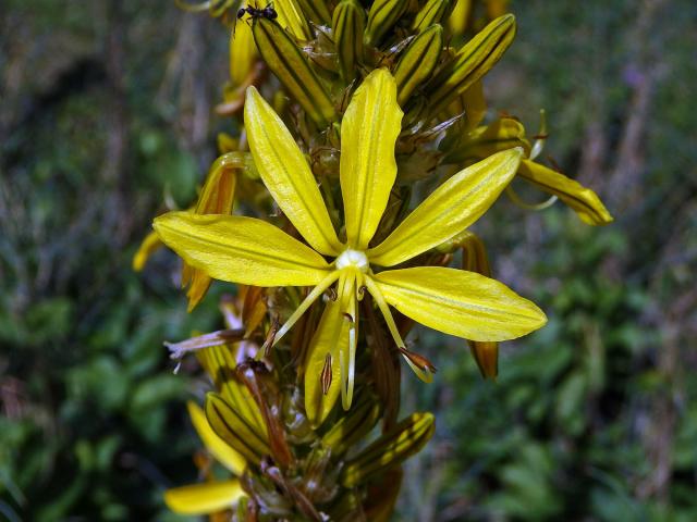 Asfodelína žlutá (Asphodeline lutea (L.) Rchb.)