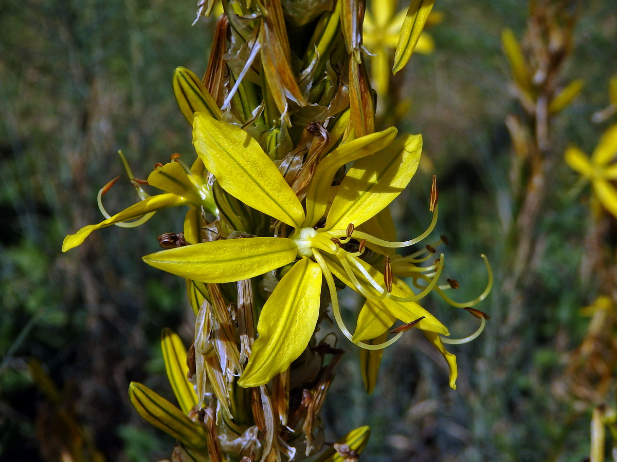 Asfodelína žlutá (Asphodeline lutea (L.) Rchb.)