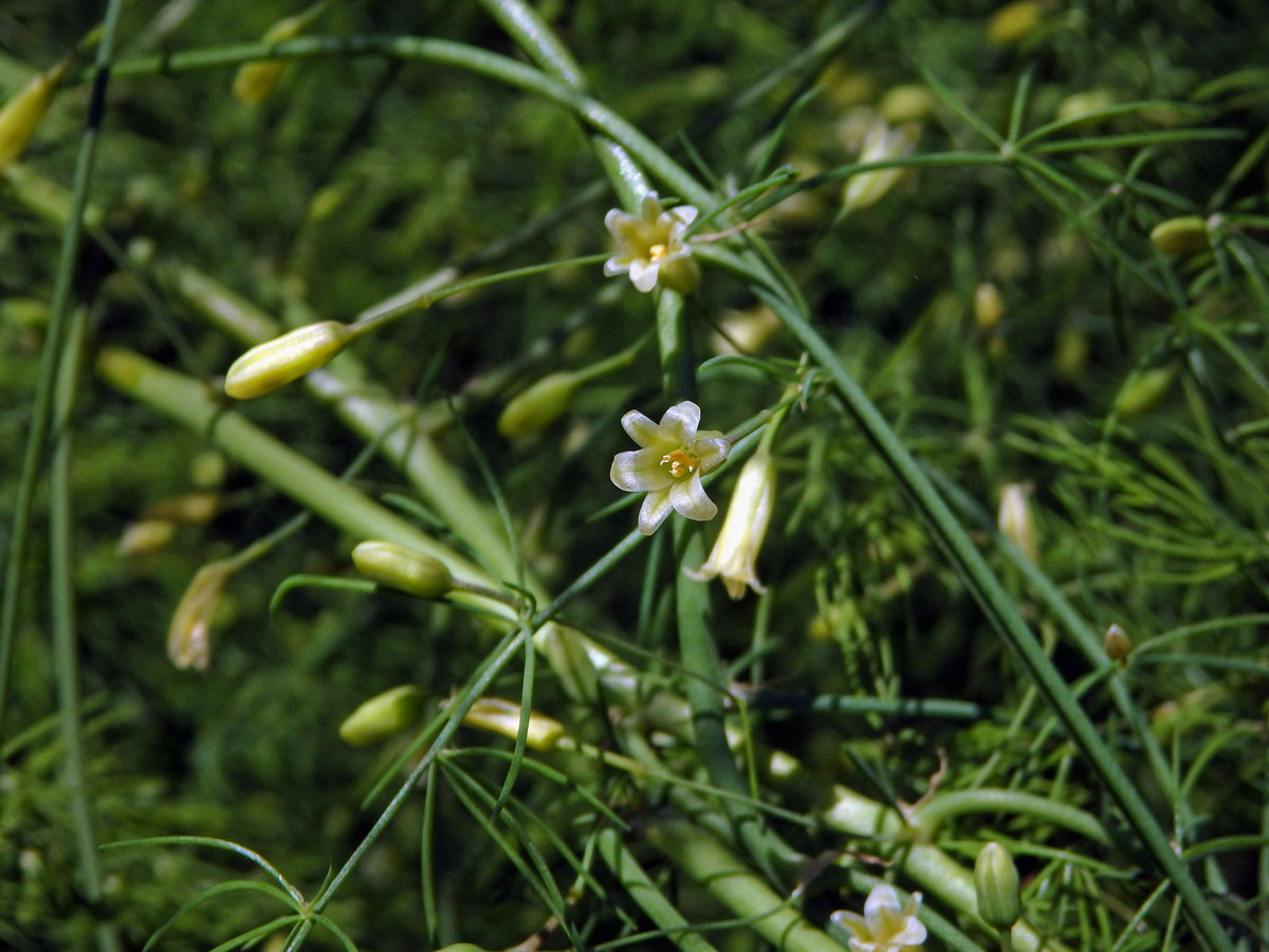 Chřest lékařský (Asparagus officinalis L.)