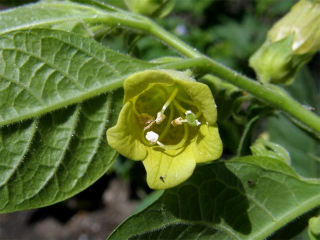 Rulík zlomocný (Atropa bella-donna L.)