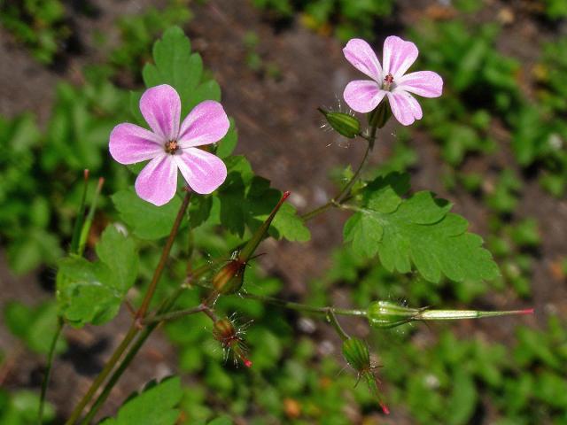 Kakost smrdutý (Geranium robertianum L.)