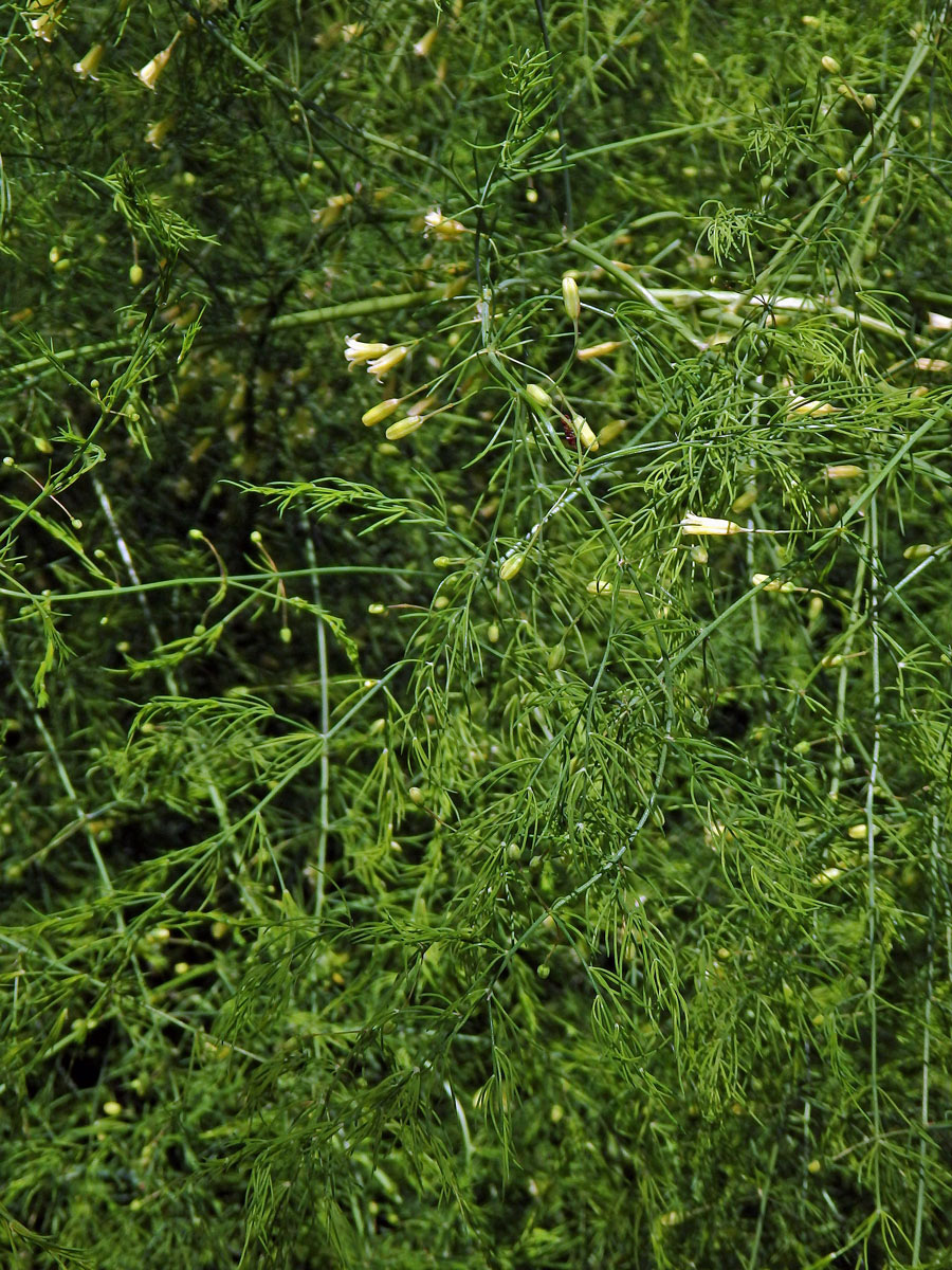 Chřest lékařský (Asparagus officinalis L.)