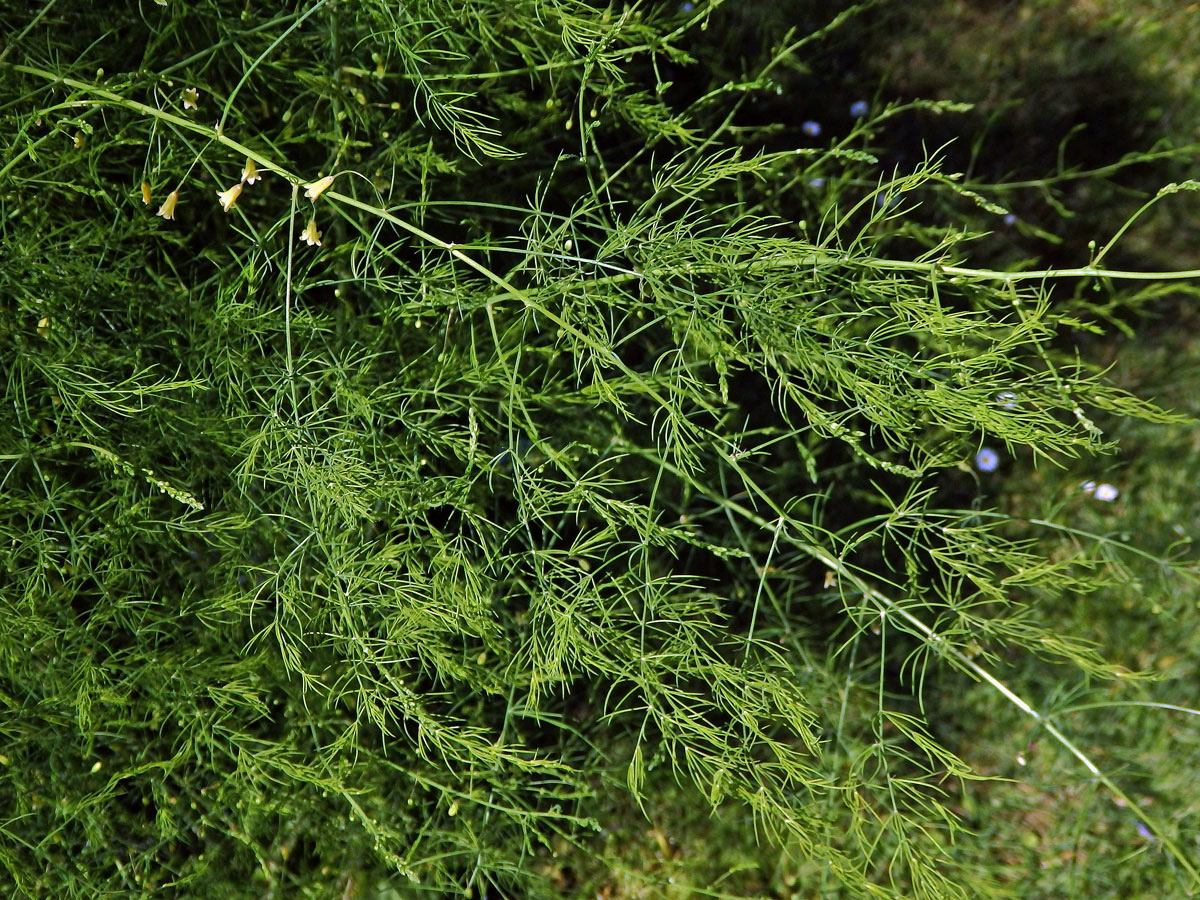 Chřest lékařský (Asparagus officinalis L.)