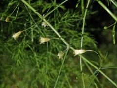 Chřest lékařský (Asparagus officinalis L.)