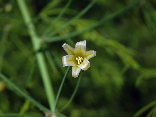 Chřest lékařský (Asparagus officinalis L.)