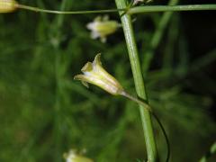 Chřest lékařský (Asparagus officinalis L.)