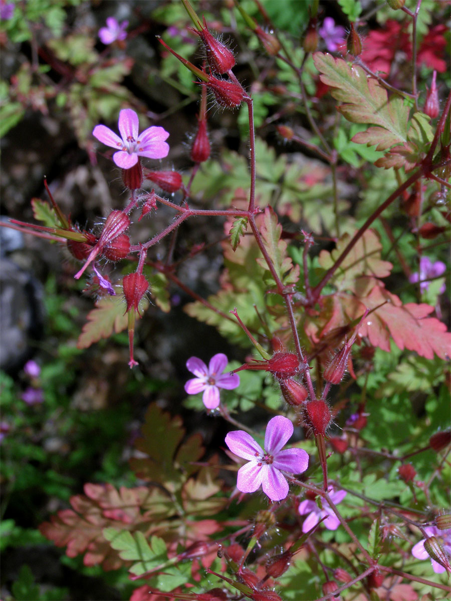 Kakost smrdutý (Geranium robertianum L.)