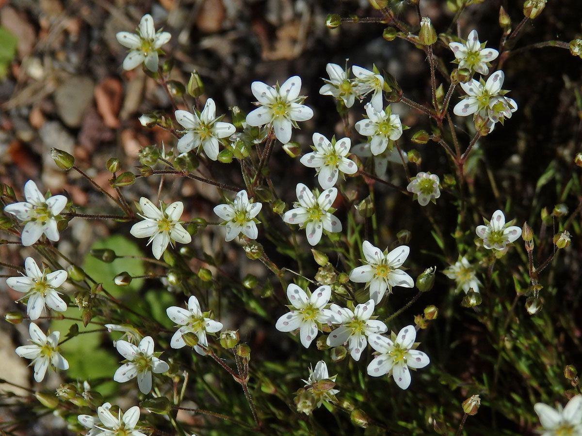 Písečnice velkokvětá (Arenaria grandiflora L.)