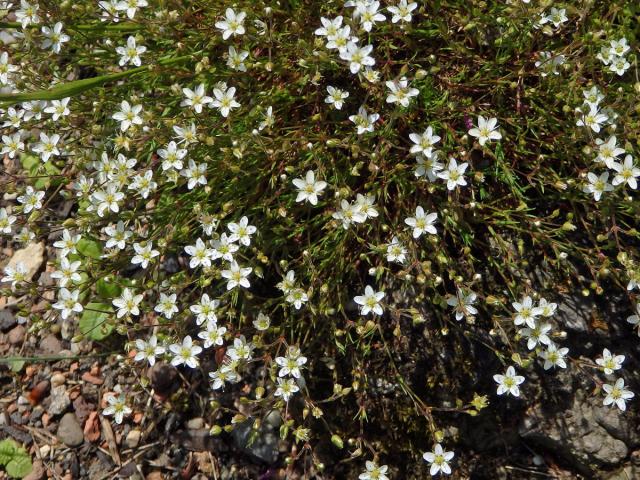 Písečnice velkokvětá (Arenaria grandiflora L.)