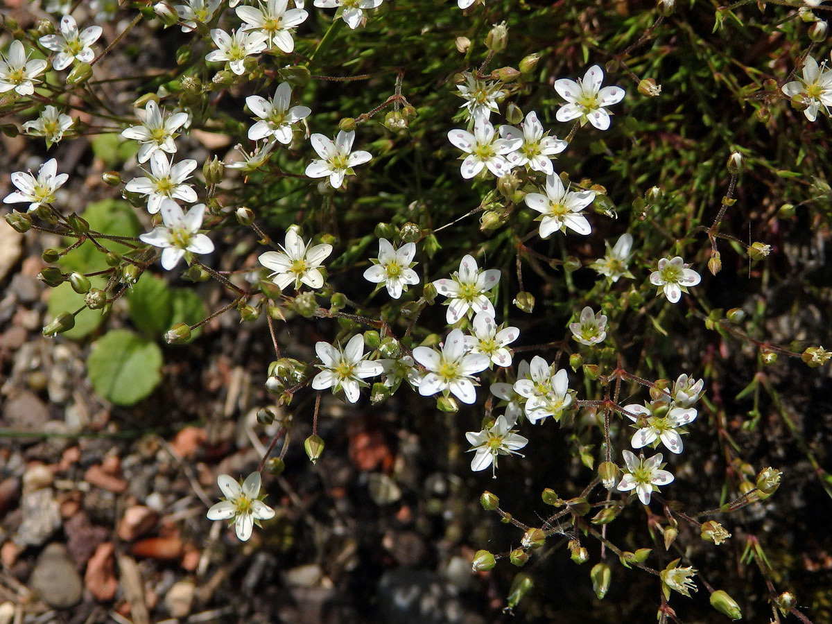 Písečnice velkokvětá (Arenaria grandiflora L.)