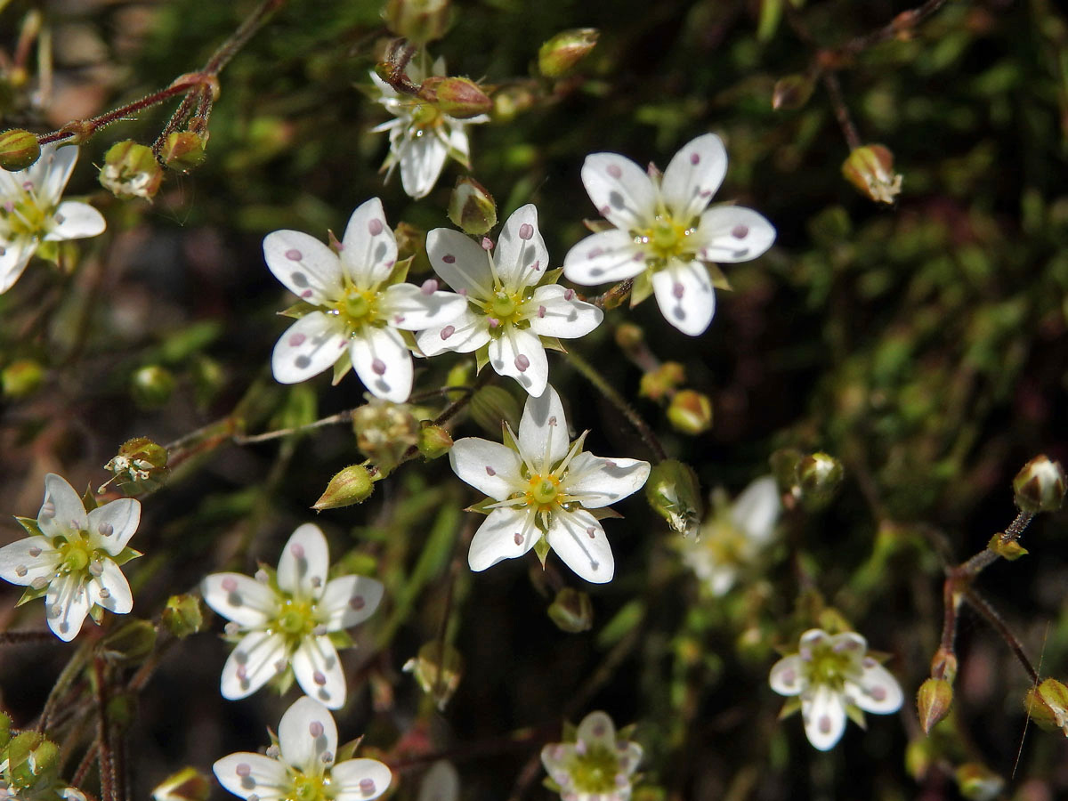 Písečnice velkokvětá (Arenaria grandiflora L.)