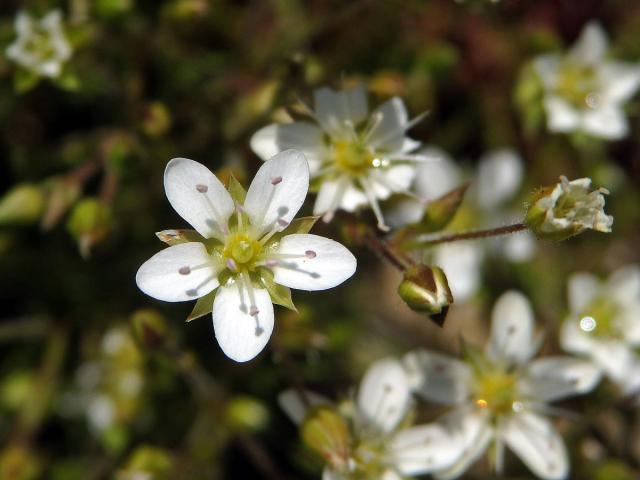 Písečnice velkokvětá (Arenaria grandiflora L.)