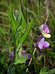 Hrachor horský (Lathyrus linifolius (Reichard) Bässler)    