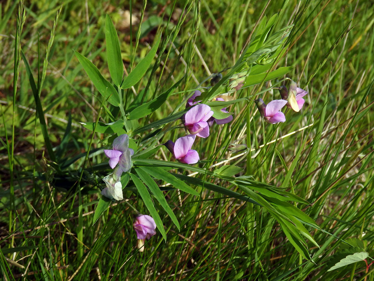 Hrachor horský (Lathyrus linifolius (Reichard) Bässler)