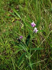 Hrachor horský (Lathyrus linifolius (Reichard) Bässler)