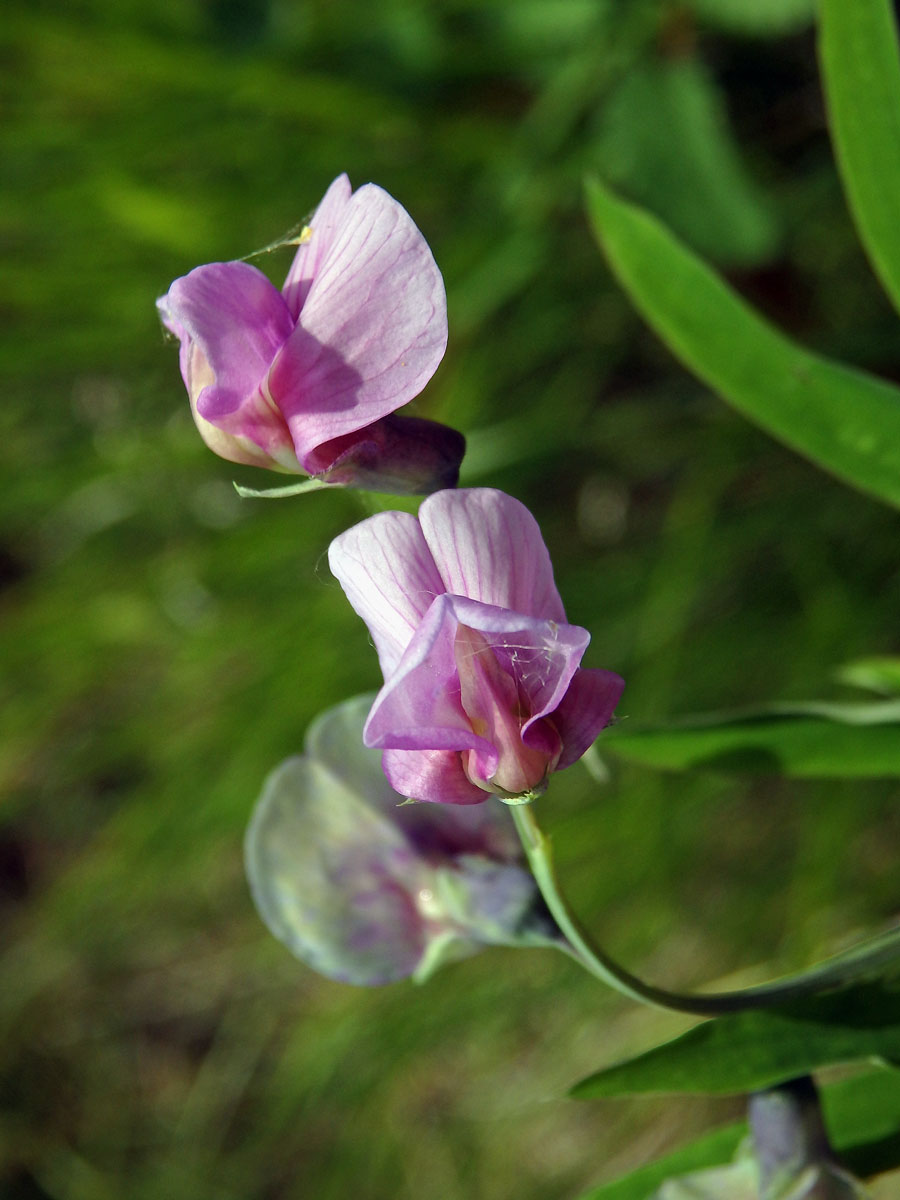 Hrachor horský (Lathyrus linifolius (Reichard) Bässler)