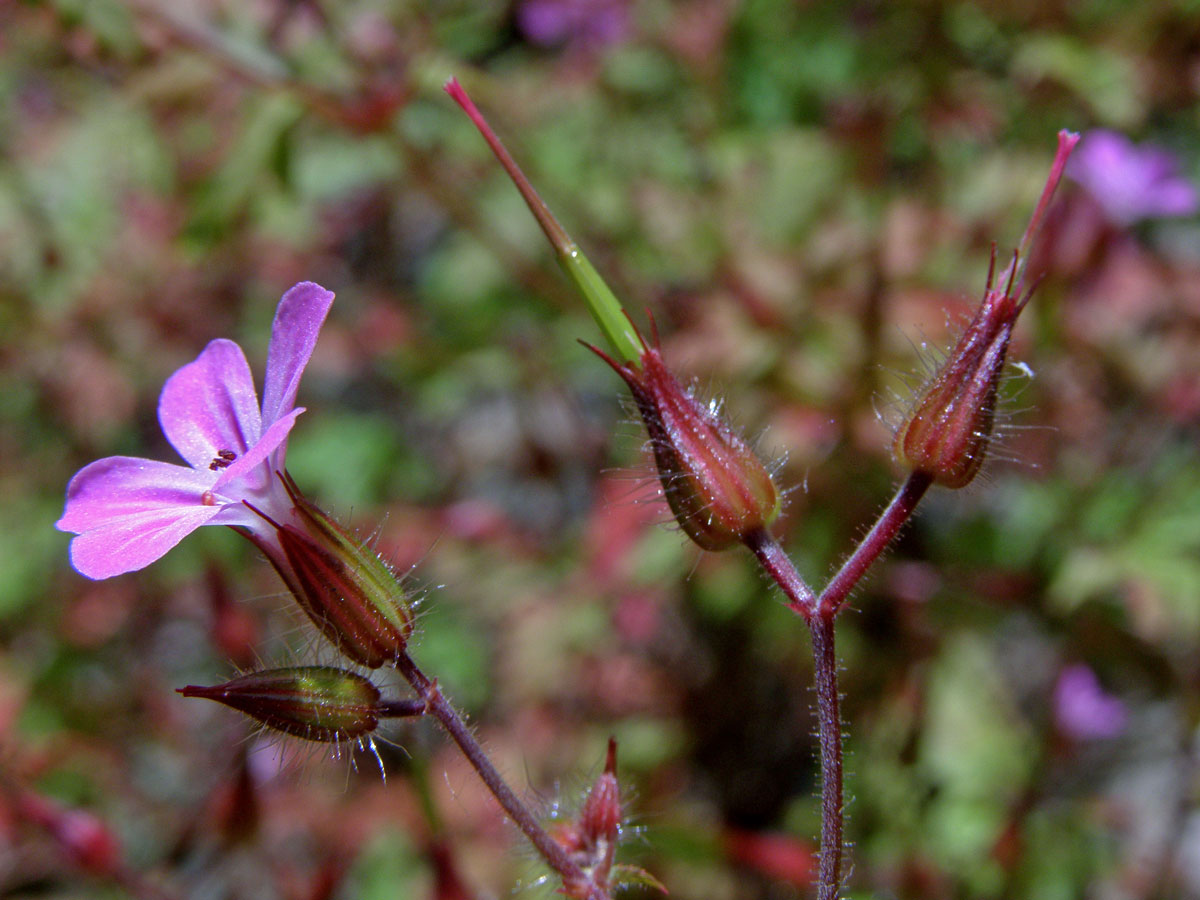 Kakost smrdutý (Geranium robertianum L.)