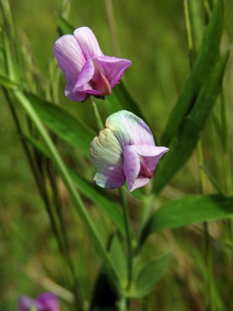 Hrachor horský (Lathyrus linifolius (Reichard) Bässler)