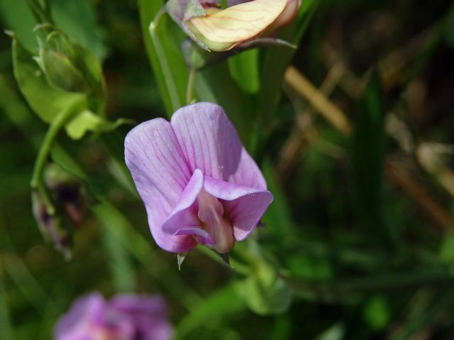 Hrachor horský (Lathyrus linifolius (Reichard) Bässler)