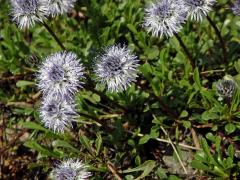 Koulenka srdčitolistá (Globularia cordifolia L.)