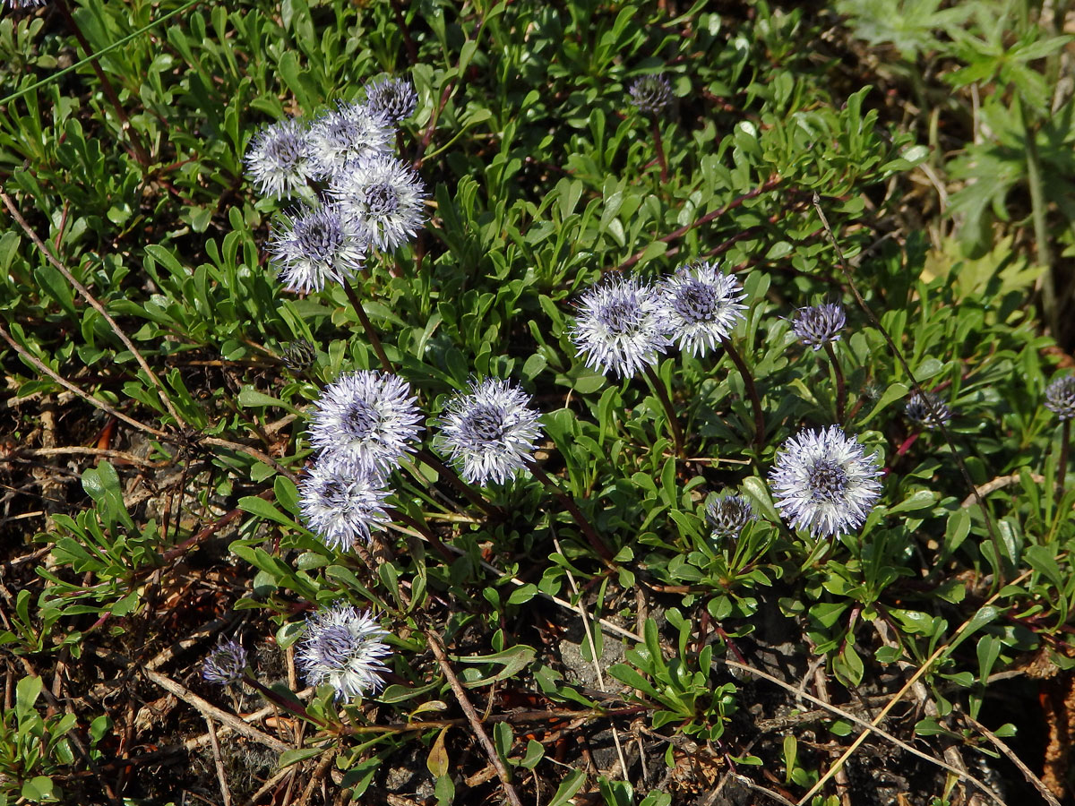 Koulenka srdčitolistá (Globularia cordifolia L.)