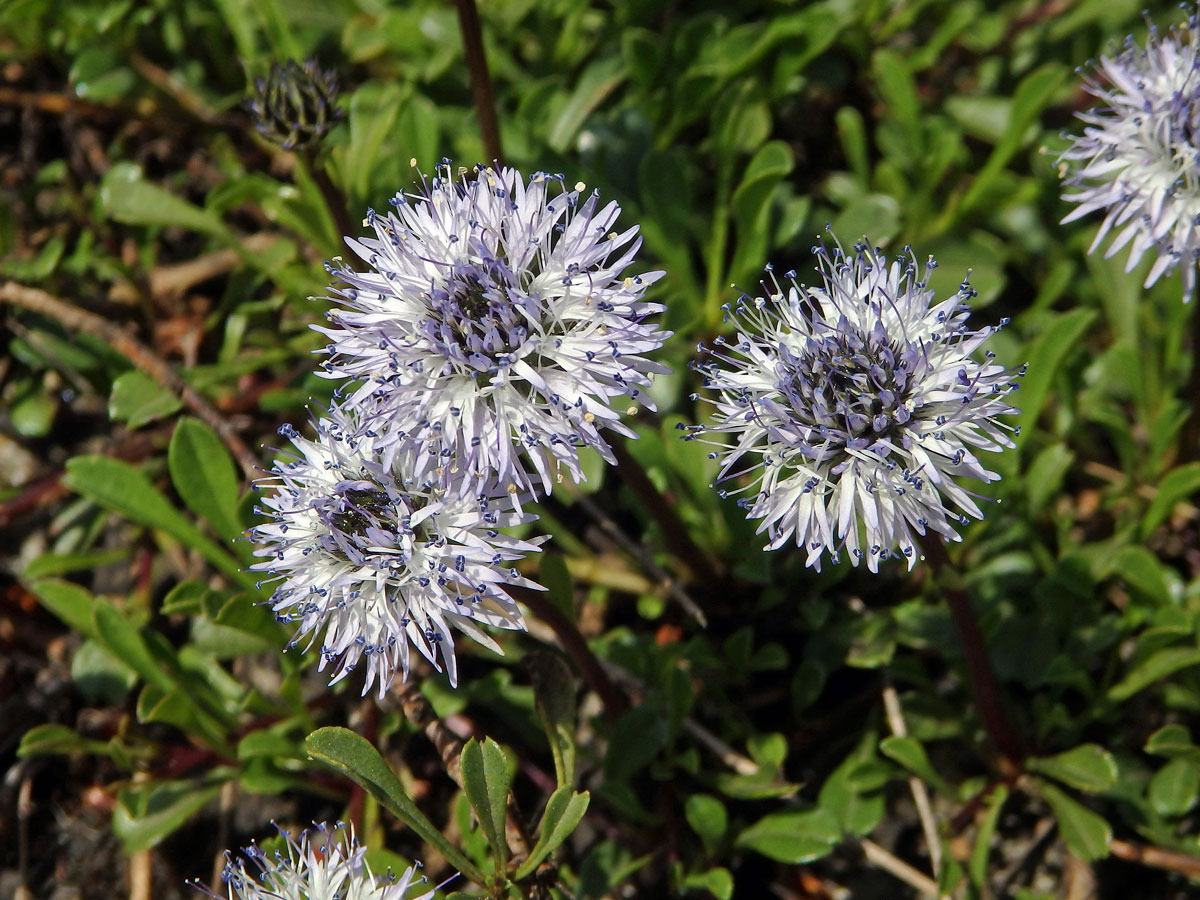 Koulenka srdčitolistá (Globularia cordifolia L.)