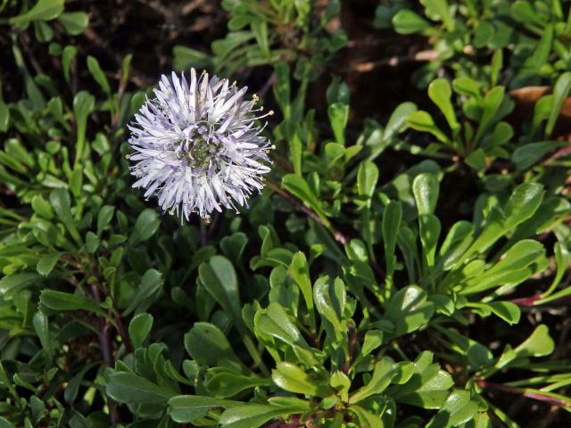 Koulenka srdčitolistá (Globularia cordifolia L.)