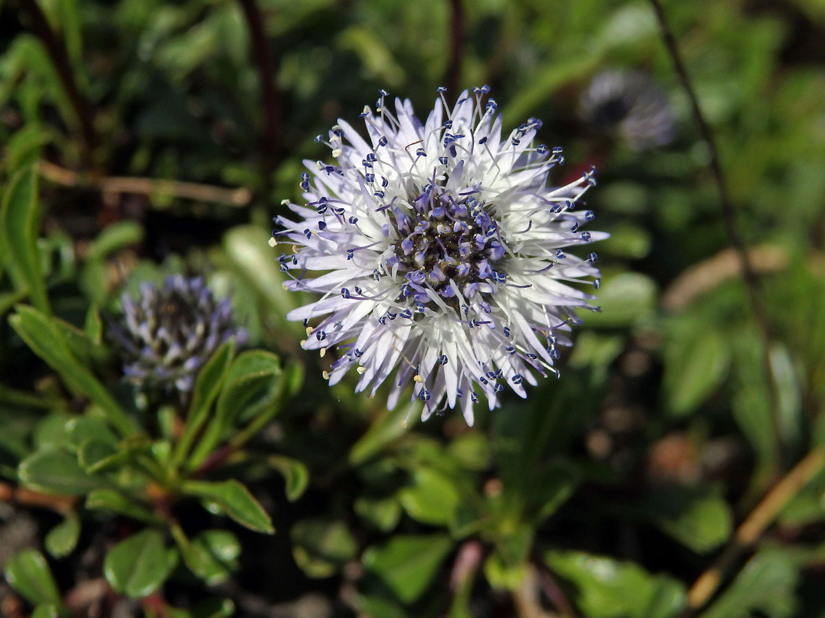 Koulenka srdčitolistá (Globularia cordifolia L.)