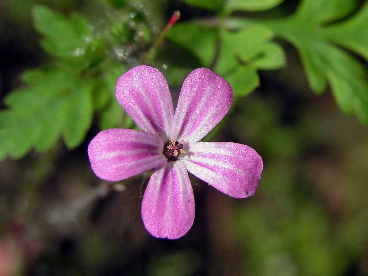 Kakost smrdutý (Geranium robertianum L.)