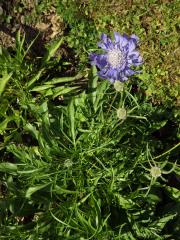 Hlaváč kavkazský (Scabiosa caucasica M. Bieb.)